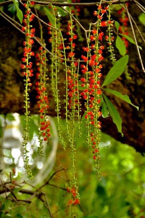 Cây chiếc thân đẹp bộ rễ nổi đặc trưng