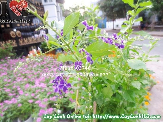Cây chuỗi ngọc tím hoa tím rực rỡ tại vườn ILG