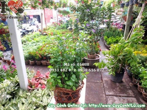 Cây chuỗi ngọc tím nhân giống giâm cành tại vườn ILG