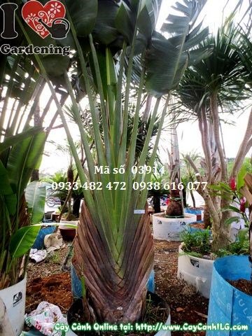 Cây chuối rẻ quạt cao 3m trong dự án cảnh quan lớn