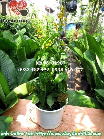Cây chuỗi vàng ms 01987 cao 35cm – dây leo hoa vàng trồng chậu treo