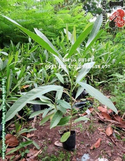 Cây chuông vàng giống 30cm – ứng dụng trồng cảnh quan đẹp