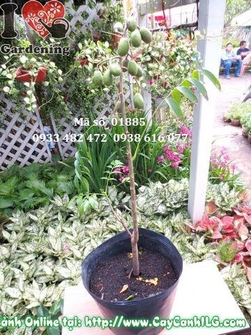 Cây cóc Thái cao 60cm Ms 01885 tại vườn ILG