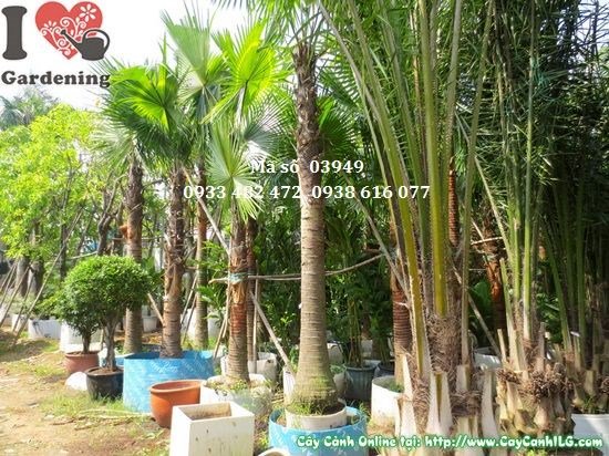 Tàu lá cọ dầu xanh mướt, đặc trưng cây cọ kè