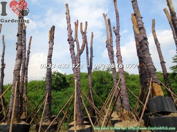 cây công trình đang dưỡng tại vườn ILG - Ms 22413