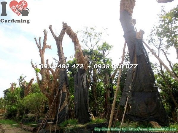 cây công trình đang dưỡng sẵn sàng xuất vườn