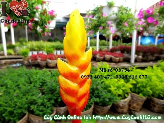 Cây cờ vàng 35cm trang trí nội thất văn phòng quán cà phê