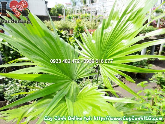 Cây cọ xẻ cao 50cm - cọ xẻ trồng sân vườn