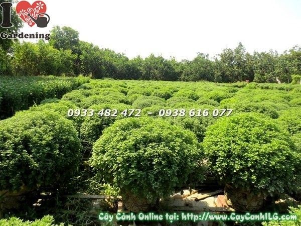Cây cúc mâm xôi nở hoa vàng rực dịp Tết Nguyên Đán