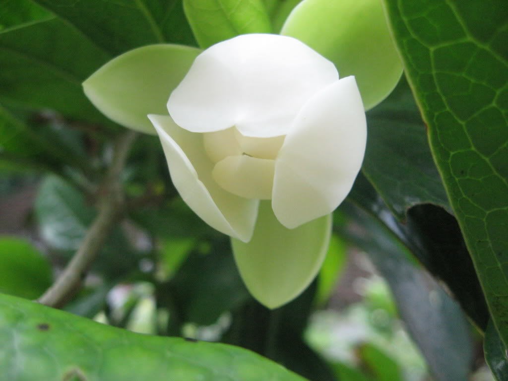 Cây Dạ Hợp Hương – hoa thơm ngát, cây cảnh sân vườn tuyệt đẹp