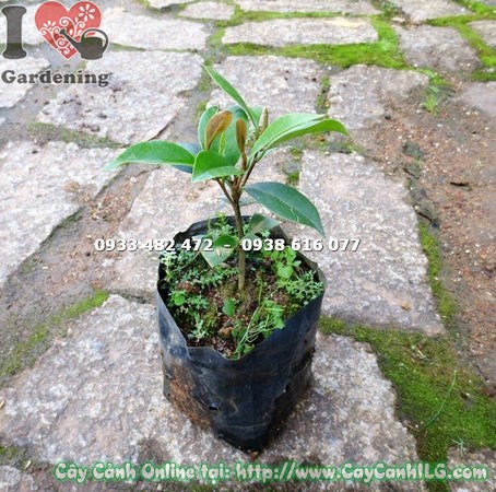 Hoa dạ hợp hương trắng nhỏ xinh thoang thoảng mùi thơm