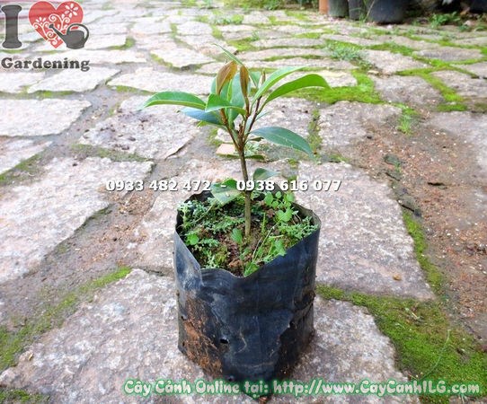 Cây dạ hợp hương giống nhỏ 12cm khỏe mạnh sẵn sàng trồng