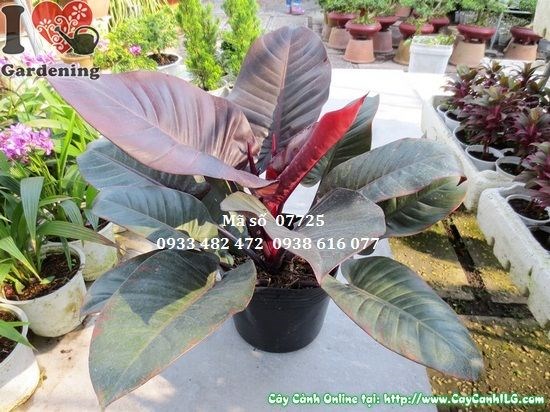 Cây đại đế tím cao 45cm trang trí không gian xanh nội thất