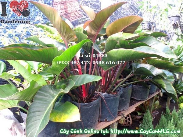 cây đại hoàng đế ms 01883 lá to xanh bóng trang trí nội thất