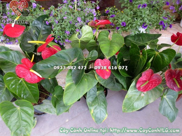 Cây Đại Hồng Môn Hoa Đỏ cao 55cm tán đẹp