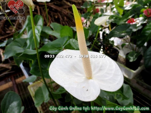 Cây Đại Hồng Môn hoa trắng – chăm sóc cắt tỉa và tạo dáng