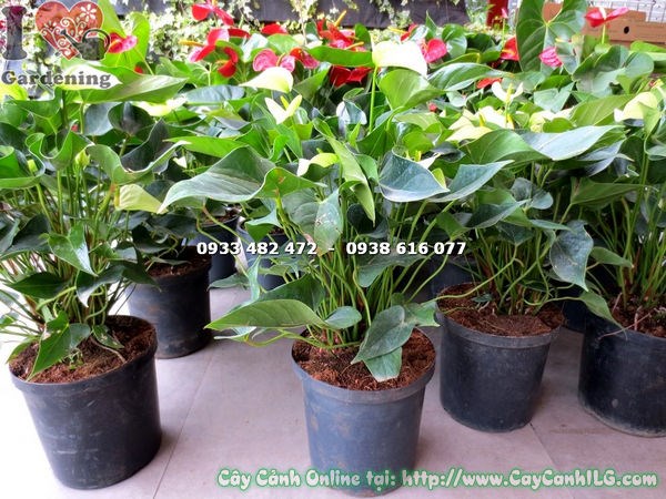 Cây đại hồng môn hoa xanh cao 40cm trang trí nội thất