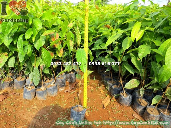 Cây dái ngựa giống 50cm - đặc điểm lá và thân cây