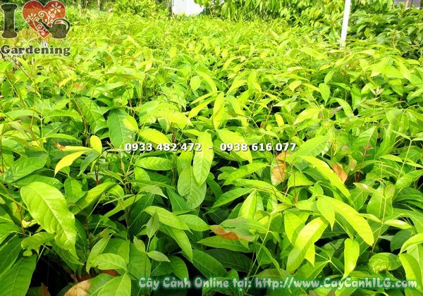 Cây dái ngựa giống cao 50cm - hình ảnh thực tế tại vườn ILG
