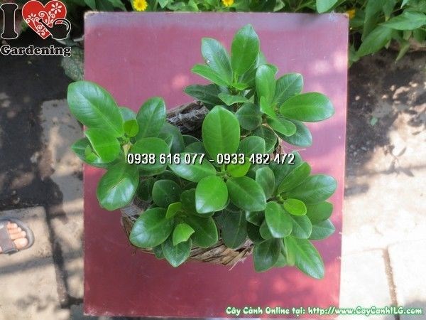 Cây da Nhật trưng bày trang trí nội thất phong thủy