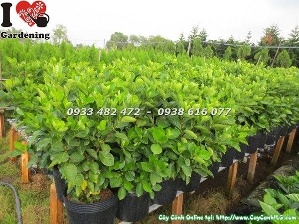 Cây dành dành sau khi cắt tỉa gọn đẹp