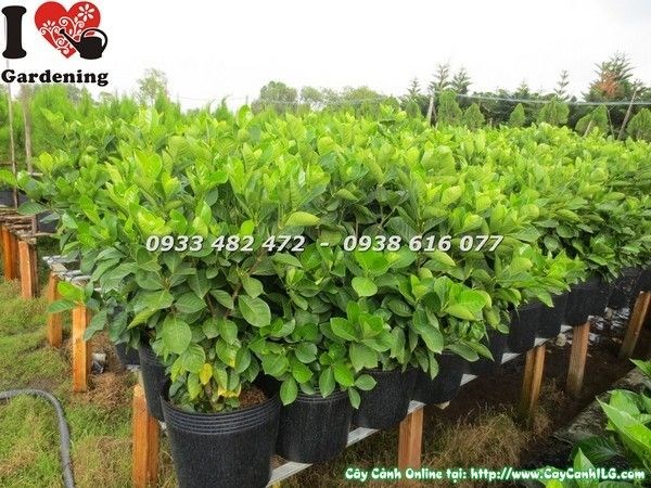 Nhân giống cây dành dành bằng giâm cành