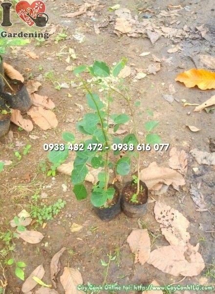 Cây đàn hương đỏ – hình ảnh thực tế tại vườn ILG