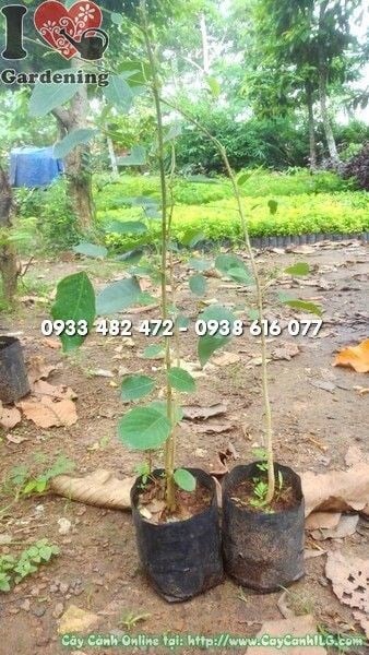 Cây đàn hương đỏ giống – thân và lá đặc trưng