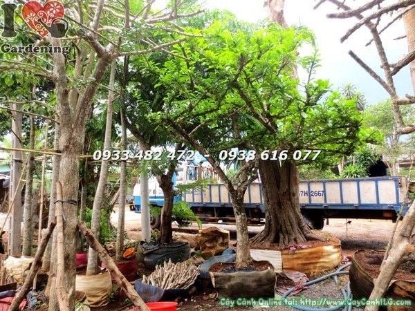Cây đào tiên cảnh cao 3m đường kính 15cm - phù hợp cảnh quan công trình