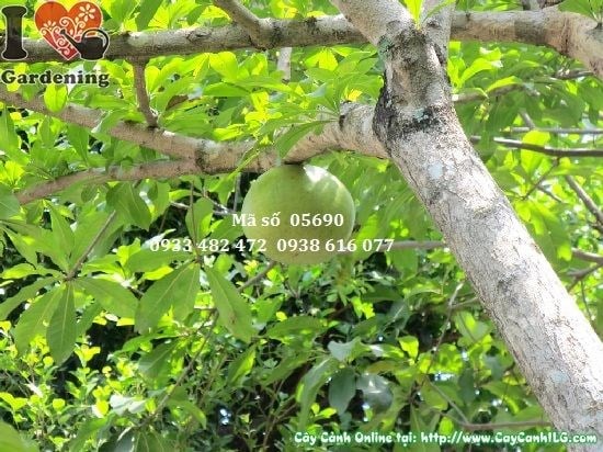 Hình ảnh cây đào tiên tán tròn đều cao 3m tại ILG
