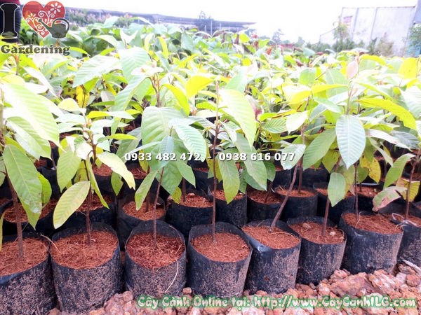 Cây dầu giống 30cm – thân thẳng, bầu đất chắc, sẵn sàng trồng