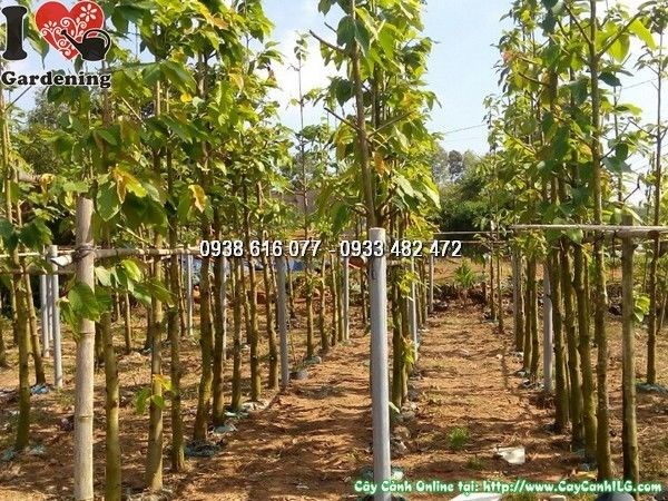 Cây dầu rái cao 4m tán xanh đẹp trồng công trình
