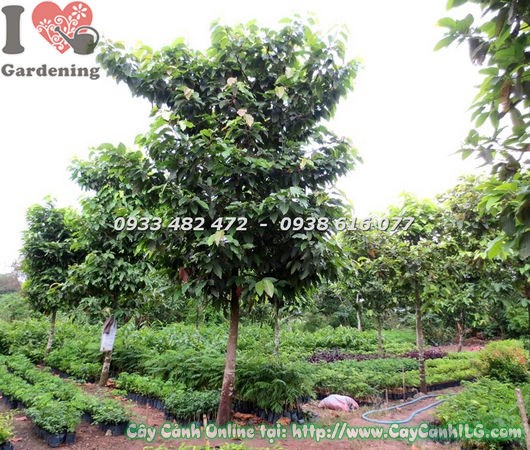Cây dầu rái cao 5m đường kính 15cm tán xanh đẹp