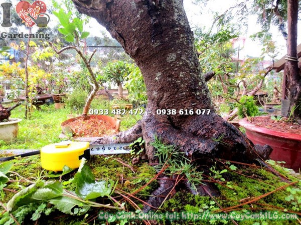 Cây dâu tằm bonsai 1m – trái chín đỏ tím đẹp mắt, sai trái quanh năm