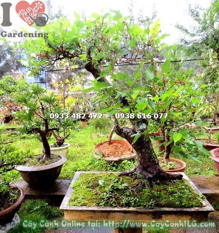 Cây dâu tằm bonsai 1m – lá xanh tươi, cành nhánh tự nhiên đẹp