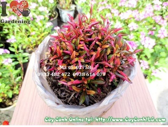 Cây dền đỏ 8cm trồng bồn cảnh quan công trình