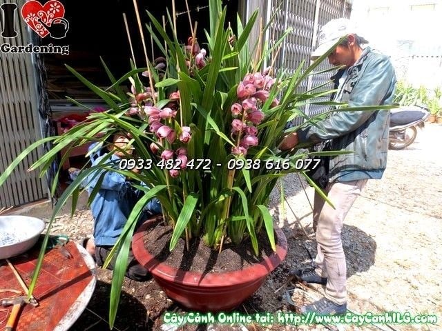 Địa lan Tết hồng trồng trang trí không gian Tết