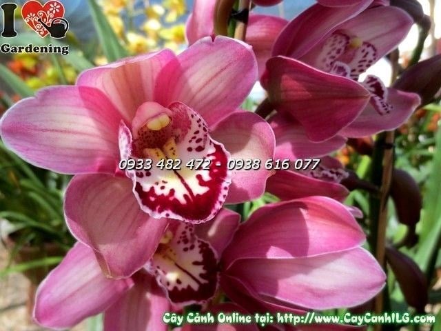 Chăm sóc địa lan Tết hồng đúng kỹ thuật
