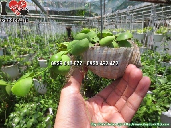 Lá cây đô la xanh bóng đặc trưng, thân mập mọng nước chứa đầy dưỡng chất