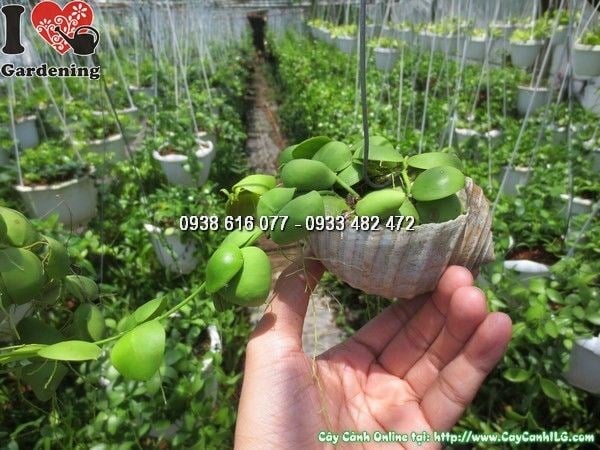 Chăm sóc cây đô la – lá xanh bóng, dáng bụi thẳng đứng thanh lịch phù hợp mọi không gian