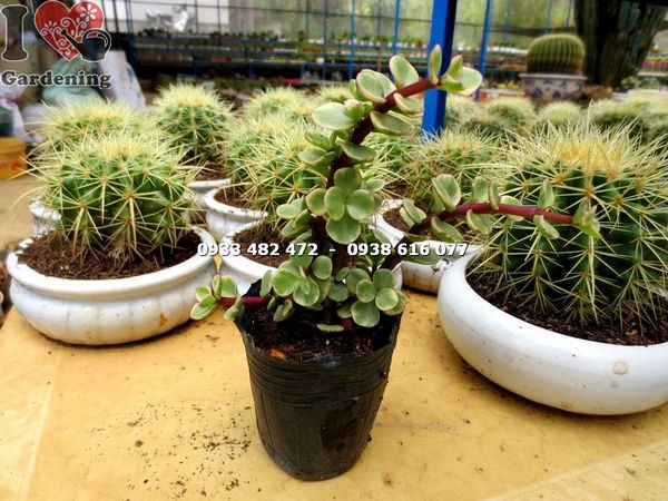 Đặc điểm lá tròn mọng nước cây đô la trắng nhỏ Ms 14154