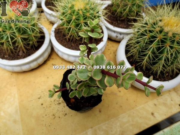 Cây đô la trắng nhỏ trang trí bàn làm việc văn phòng quán cafe