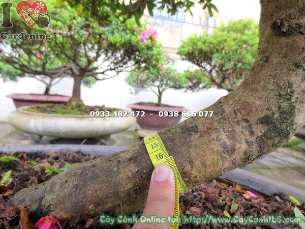 Cây đỗ quyên bonsai cao 75cm hoa đẹp ms 12933