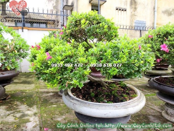 Hoa cây đỗ quyên bonsai đẹp cao 70cm Ms 13003 năm cánh rực rỡ