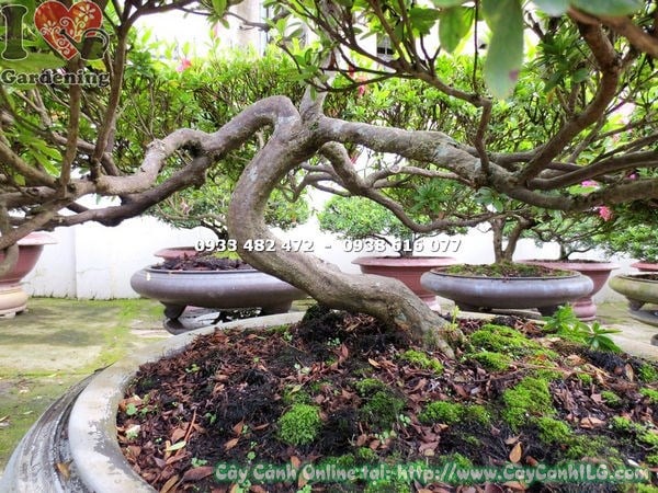 Cây đỗ quyên bonsai đẹp cao 70cm Ms 13003 trang trí sân vườn