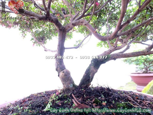 Cây đỗ quyên bonsai đẹp cao 80cm gốc đẹp cành phân tầng rõ ràng