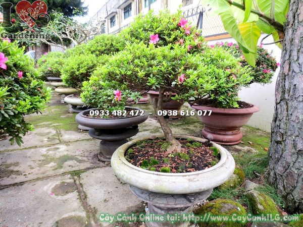 Cây đỗ quyên bonsai đẹp cao 85cm Ms 13016 - ILG