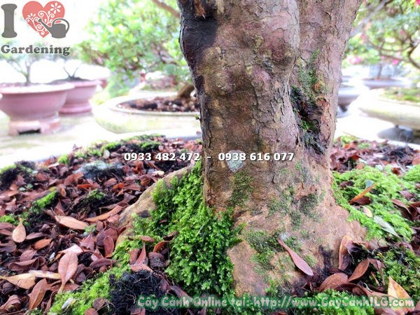Hoa đỗ quyên bonsai gốc đẹp 70cm rực rỡ - ILG caycanhilg.com