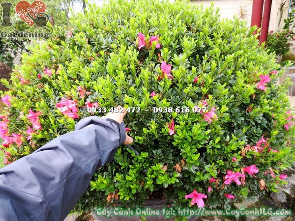 Đỗ quyên bonsai 90cm tán vòm đẹp gốc lớn hoa rực rỡ