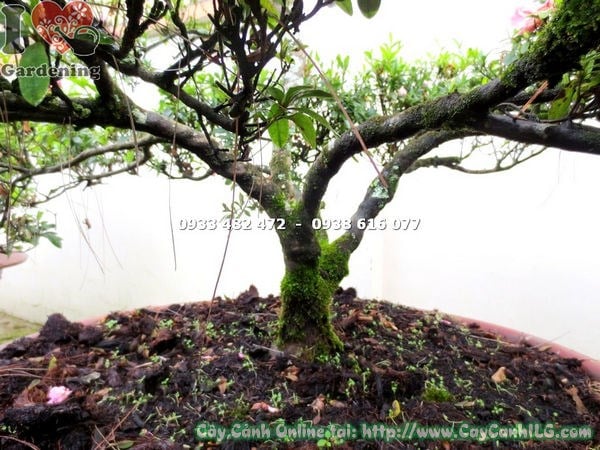 Cây đỗ quyên bonsai hoa hồng cánh kép cao 60cm trang trí sân vườn